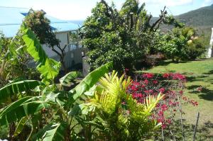 a garden with plants and flowers in front of a building at Douceurs Caraïbes, Gîte Balisier. in Bouillante