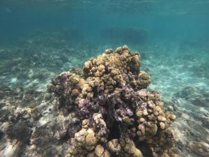 a large coral reef in the water at Hotel Isla Del Pirata in Isla del Pirata