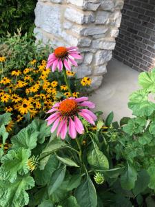 two pink and orange flowers in a garden at WINNIE'S BED & BREAKFAST in Lawrenceburg