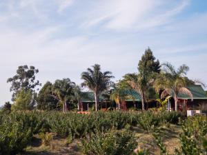 a house in a field with palm trees at Mountain Breeze Log Cabins in Stormsrivier