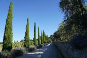 a road with cypress trees and a row of trees at Wine Resort Dievole in Vagliagli