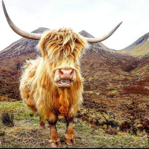 a cow with long horns standing in a field at Leith City Centre Guesthouse Apartment in Edinburgh