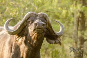 un taureau avec de longues cornes regardant la caméra dans l'établissement Elandela Private Game Reserve and Luxury Lodge, à Hoedspruit