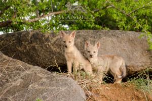 Deux chatons bébé debout à côté d'un rocher dans l'établissement Elandela Private Game Reserve and Luxury Lodge, à Hoedspruit