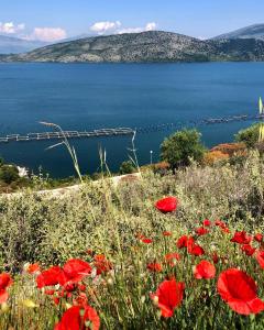 a field of red poppies in front of a body of water at The Mussel House in Ksamil