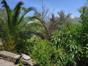 a garden with palm trees and plants at Apartment Hibiscus Cadaqués in Cadaqués