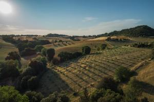 ポマランチェにあるAgriturismo San Carloの畑のぶどう畑の上景