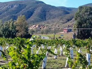 winnica z górami w tle w obiekcie Fernabella's Lodge w mieście Valle de Guadalupe