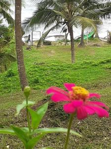 a pink flower in front of a palm tree at Star Beach Hotel in Tangalle