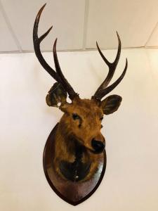 a wall mounted deer head with antlers on a wall at Parisons Plantation Experiences by Abad in Mananthavady