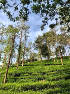 a field of tea plantations with trees in the background at Parisons Plantation Experiences by Abad in Mananthavady