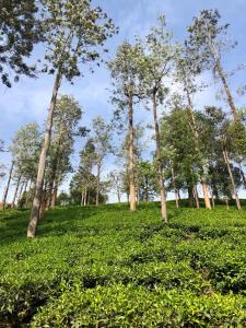 Taman di luar Parisons Plantation Experiences by Abad