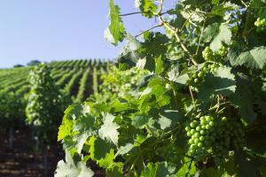 a bunch of green grapes hanging from a tree at Hotel Restaurant Zum Nachtwächter in Lienzingen