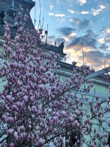 uma árvore com flores roxas em frente a um edifício em Hotel Belvedere em Botoşani