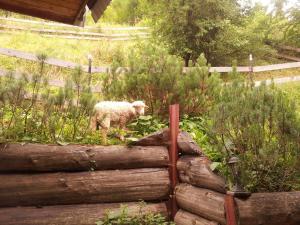 Fotografia z galérie ubytovania Mały domek pod lasem v Zakopanom