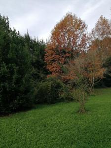 a tree in a field with trees in the background at VILLA LA DOGANA in Lucca