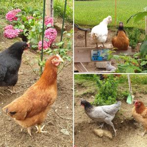 four different pictures of chickens in a garden at Hanslerfeld in Alpbach