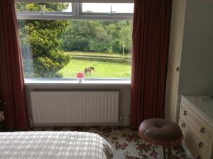 a bedroom with a window with a horse in a field at Hallmount House - Belfast in Belfast