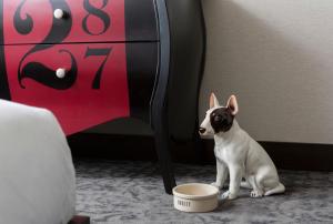 
Pet or pets staying with guests at Kimpton Journeyman Hotel, an IHG Hotel
