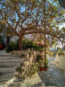 un árbol frente a un edificio con macetas en Fasolas square house "FREIDERIKI" is located 30 stairs up from the main road and it is in the old market "fasolas" and next to the museums en Filótion