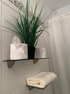 a glass shelf with a plant and a towel at dream central plaza in Santa Cruz de Tenerife