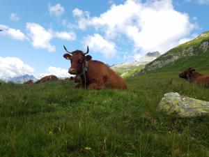 Animale la sau în apropiere de acest apartament