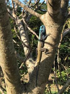 Animais na casa de férias ou nos arredores