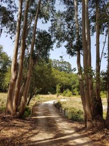 アルジェズールにあるHerdade Quinta Natura Turismo Ruralの木の横の未舗装道路