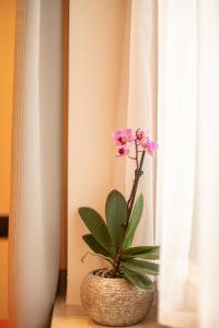 een bloem in een vaas zittend op een tafel bij Piz da Cir in Colfosco
