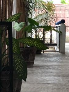 Μπαλκόνι ή βεράντα στο Emotion Avenida Tulum Hotel & Hostal