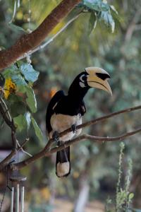 Άλλα ζώα σε αυτός ο ξενώνας ή στη γύρω περιοχή