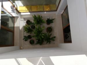 a room with a bunch of plants on a wall at Apartamentos Villa Primera in Cala Figuera