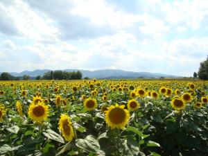 Paesaggio naturale nelle vicinanze of country house