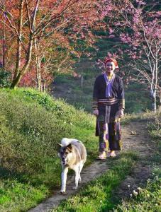 Una mujer paseando a un perro por un camino de tierra en Sapa Dao Homestay en Sa Pa