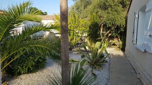 un jardin avec un palmier et quelques plantes dans l'établissement Lieblingshaus, à Portiragnes