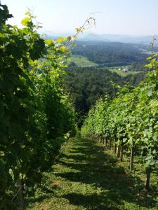Vineyard Paradise Senica في Dramlje: صف من كروم العنب على تلة مع منظر