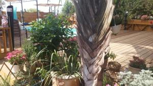 Gallery image of צימר בגליל אביב בבקתה in Galilee +54 photos