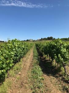 Gallery image of Domaine de Peilhan in Roujan