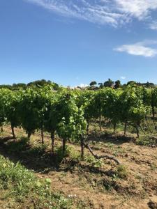 Gallery image of Domaine de Peilhan in Roujan