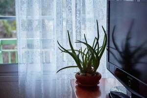 uma planta em vasos sentada numa mesa ao lado de uma janela em Art Luxury Designer Apartment em Drama