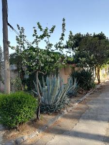 una gran planta de agave al lado de una carretera en Casa Rural Los Pinos, en Valmuel