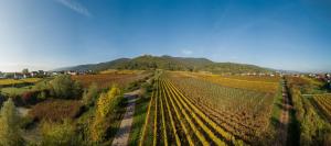 an aerial view of a vineyard with mountains in the background at Ferienhaus Weinhäusel in Neustadt an der Weinstraße