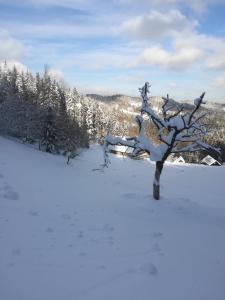 Chata Čerenka during the winter