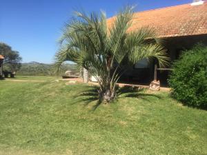 una palmera frente a una casa en San Francisco De Las Sierras, en Minas