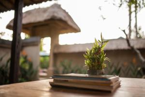 Zahrada ubytování Abimana Ubud