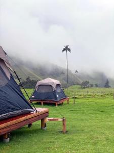 two tents in a field with a palm tree at Refugio Nidos del Condor Cocora in Salento