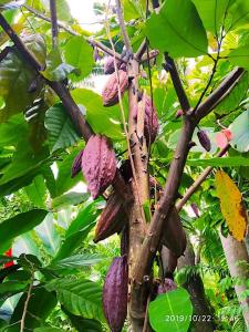 Giardino di Cocoa Cottage
