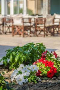 a group of flowers in a pot on a table at Takis Apartments in Sidari