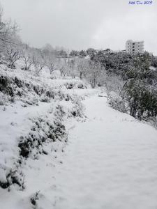 a snow covered path with trees and bushes at Viewtiful Homestay in Mukteswar