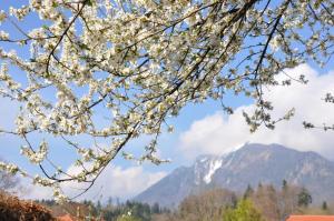 un árbol con flores blancas delante de una montaña en Künstlerhaus Weissgerbergütl en Marquartstein